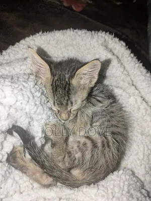 1-3 months Male Mixed Breed Abyssinian