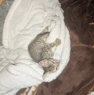 1-3 months Male Mixed Breed Abyssinian