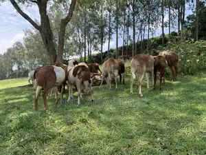 Sheeps for Sell