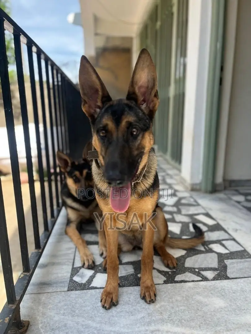 1+ year Female Purebred German Shepherd