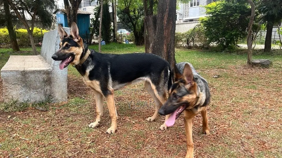 1+ year Female Purebred German Shepherd