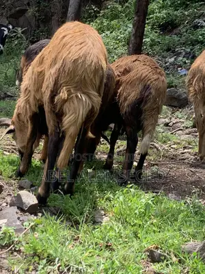 Sheeps for Sell