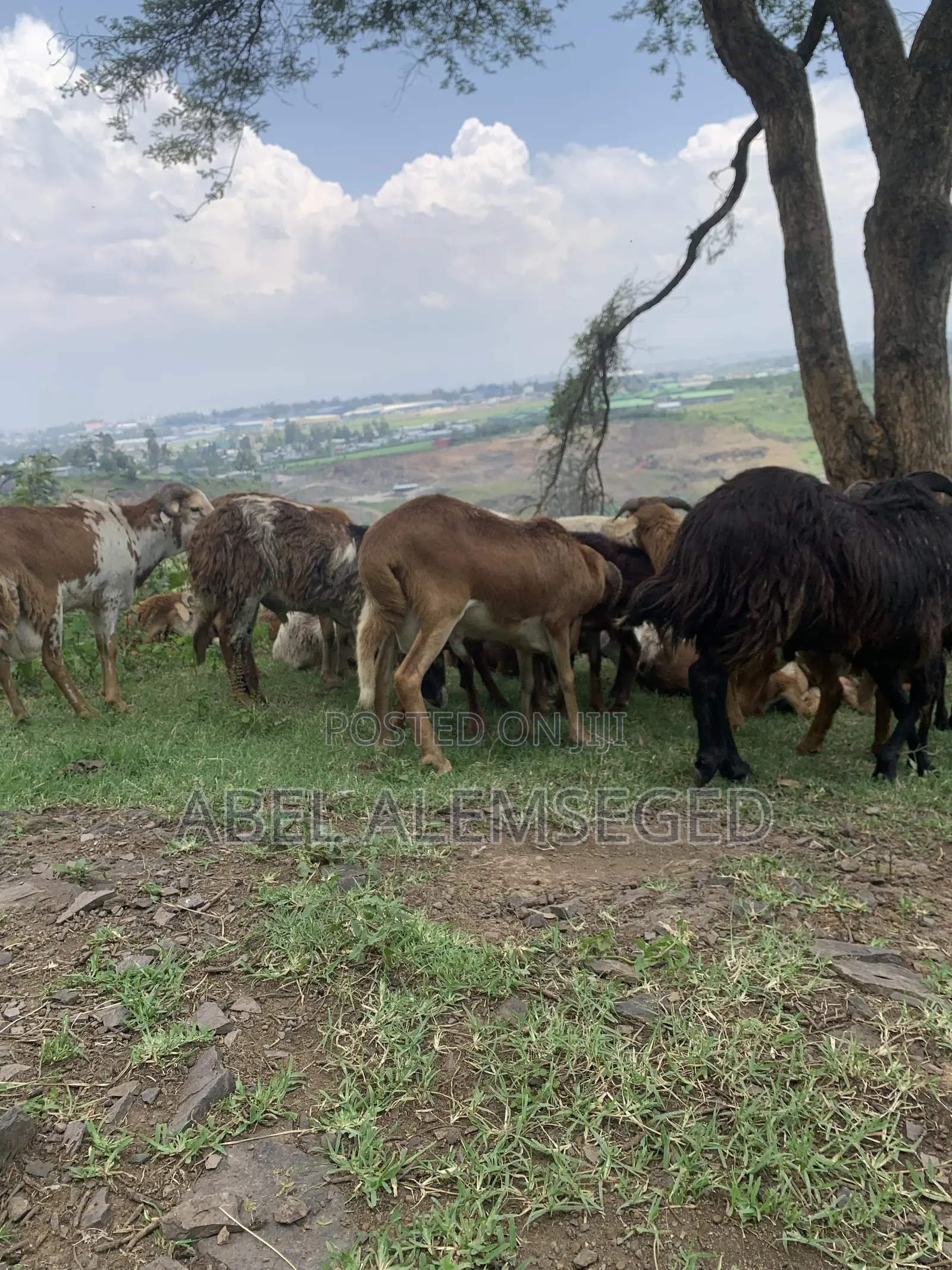 Sheeps for Sell