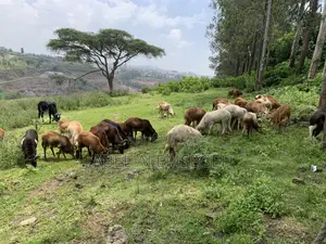Sheeps for Sell
