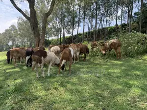 Sheeps for Sell