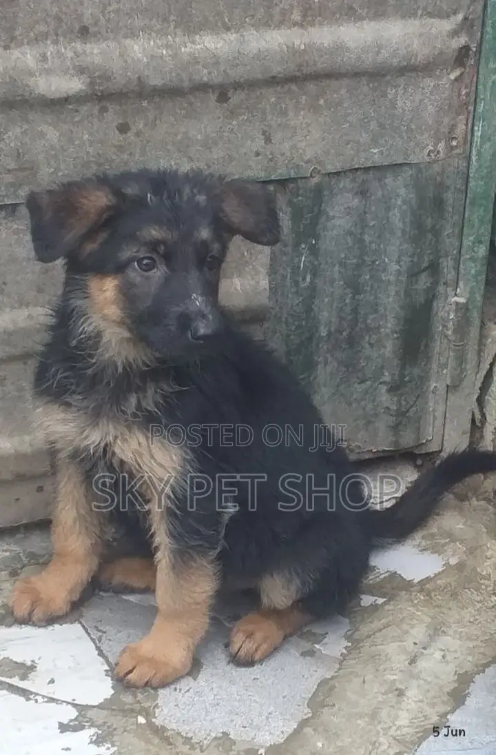 1-3 months Male Purebred German Shepherd