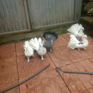 Fountain Bird Avaliable On