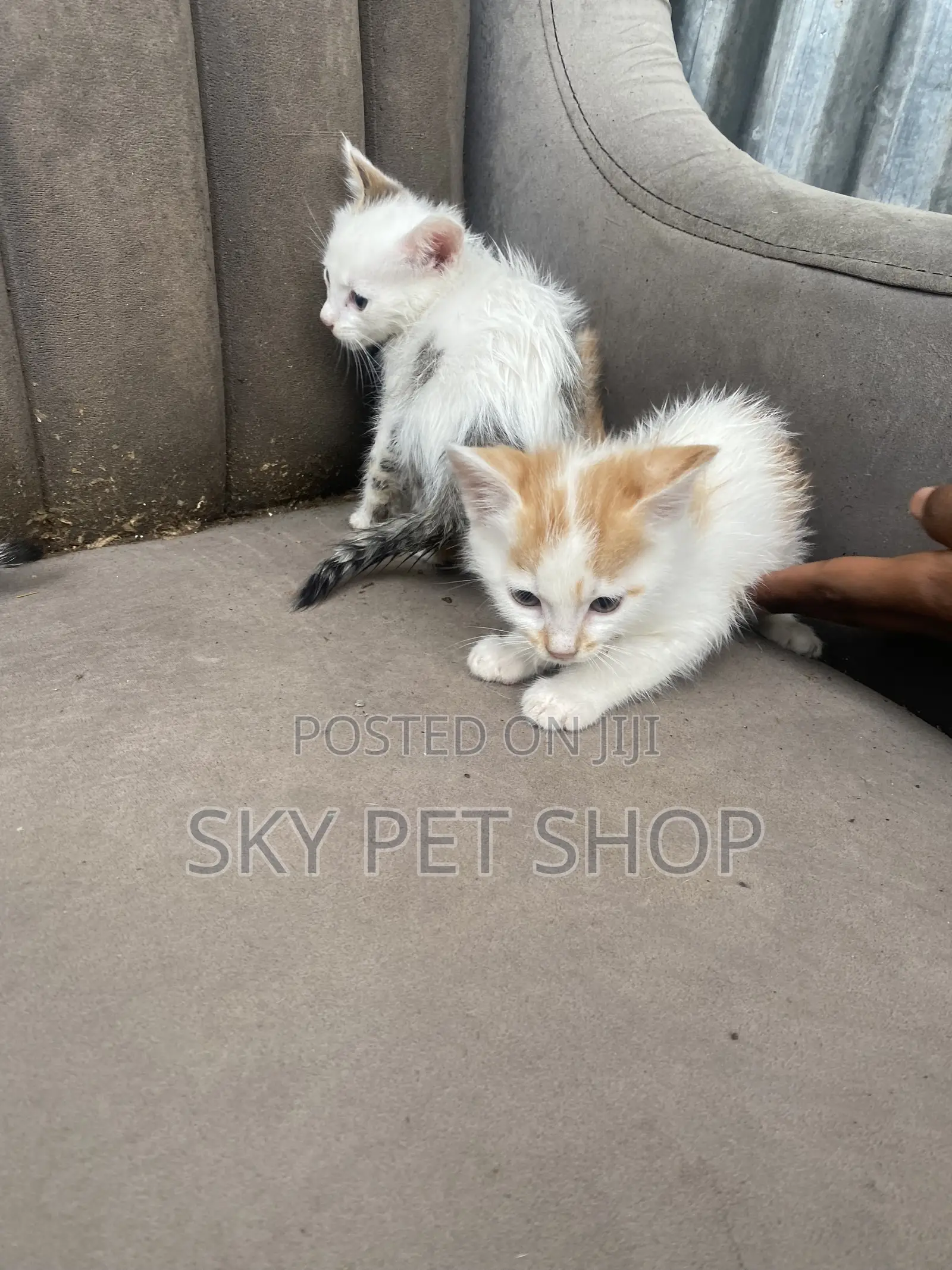 1-3 months Male Purebred American Curl