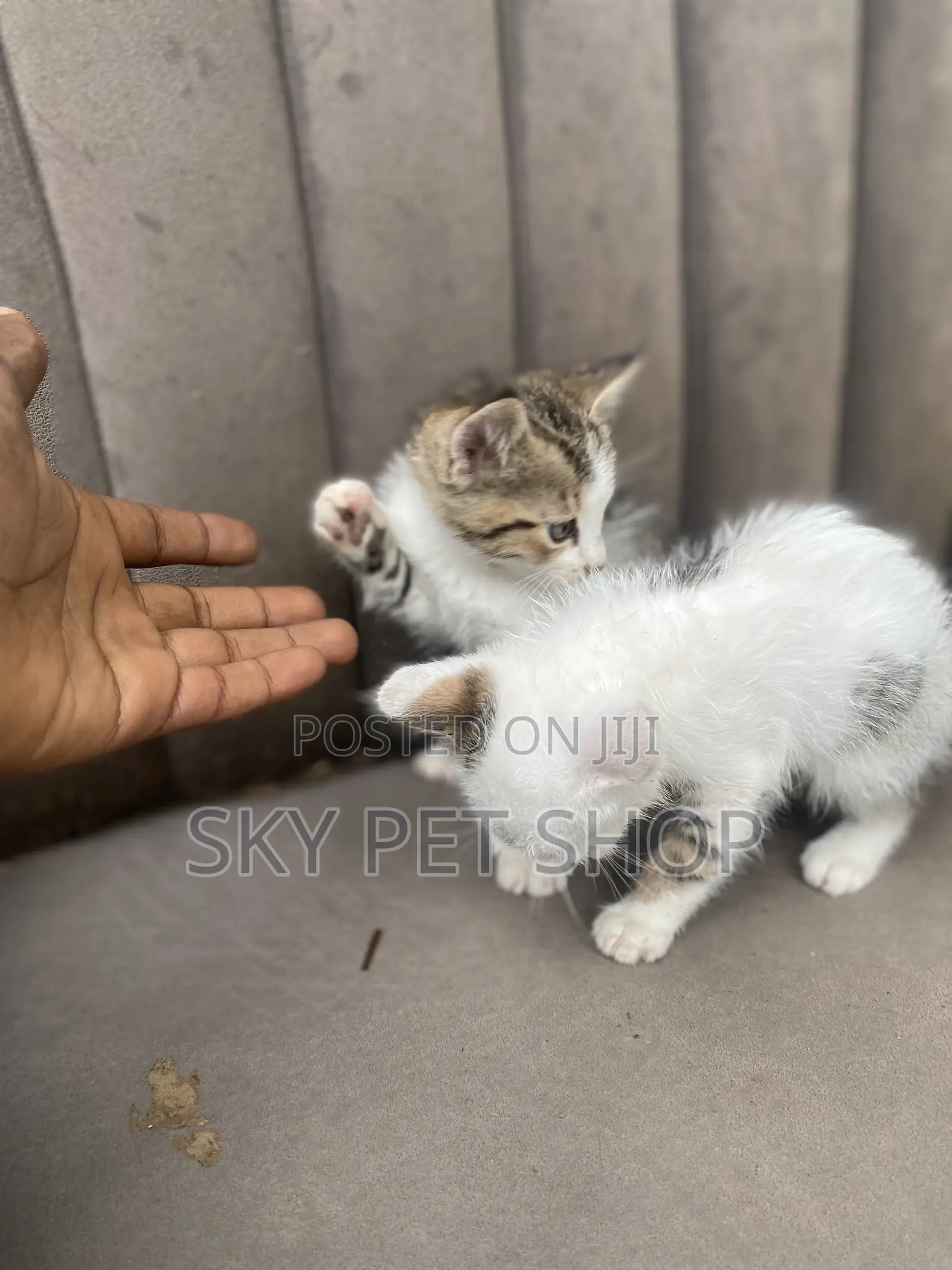 1-3 months Male Purebred American Shorthair