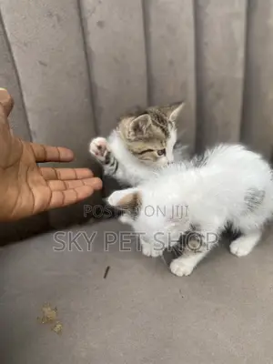 1-3 months Male Purebred American Shorthair