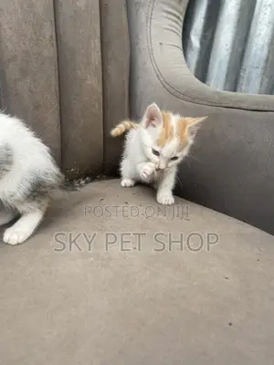 1-3 months Male Purebred American Shorthair
