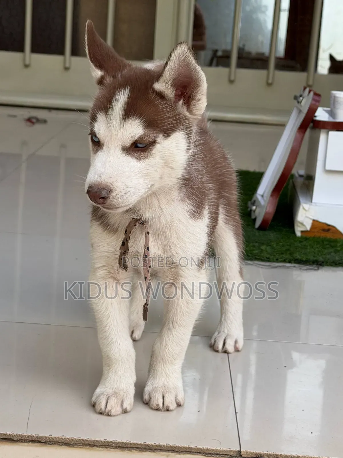 1-3 months Male Purebred Siberian Husky