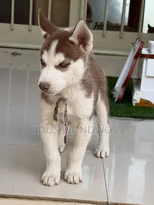 1-3 months Male Purebred Siberian Husky