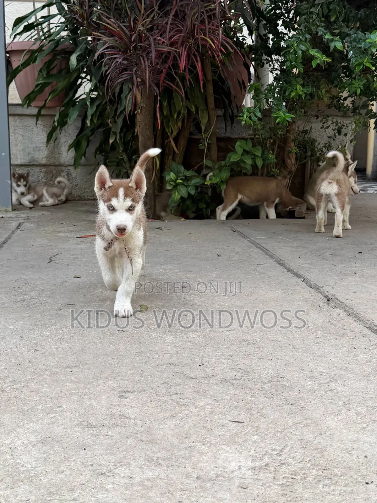1-3 months Male Purebred Siberian Husky