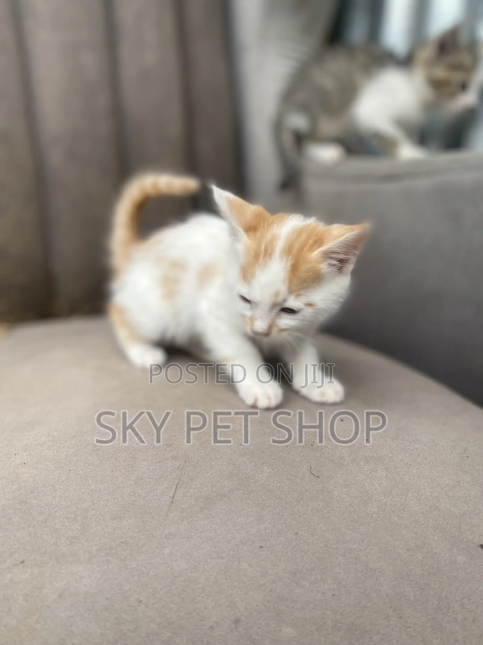 1-3 months Male Purebred American Shorthair