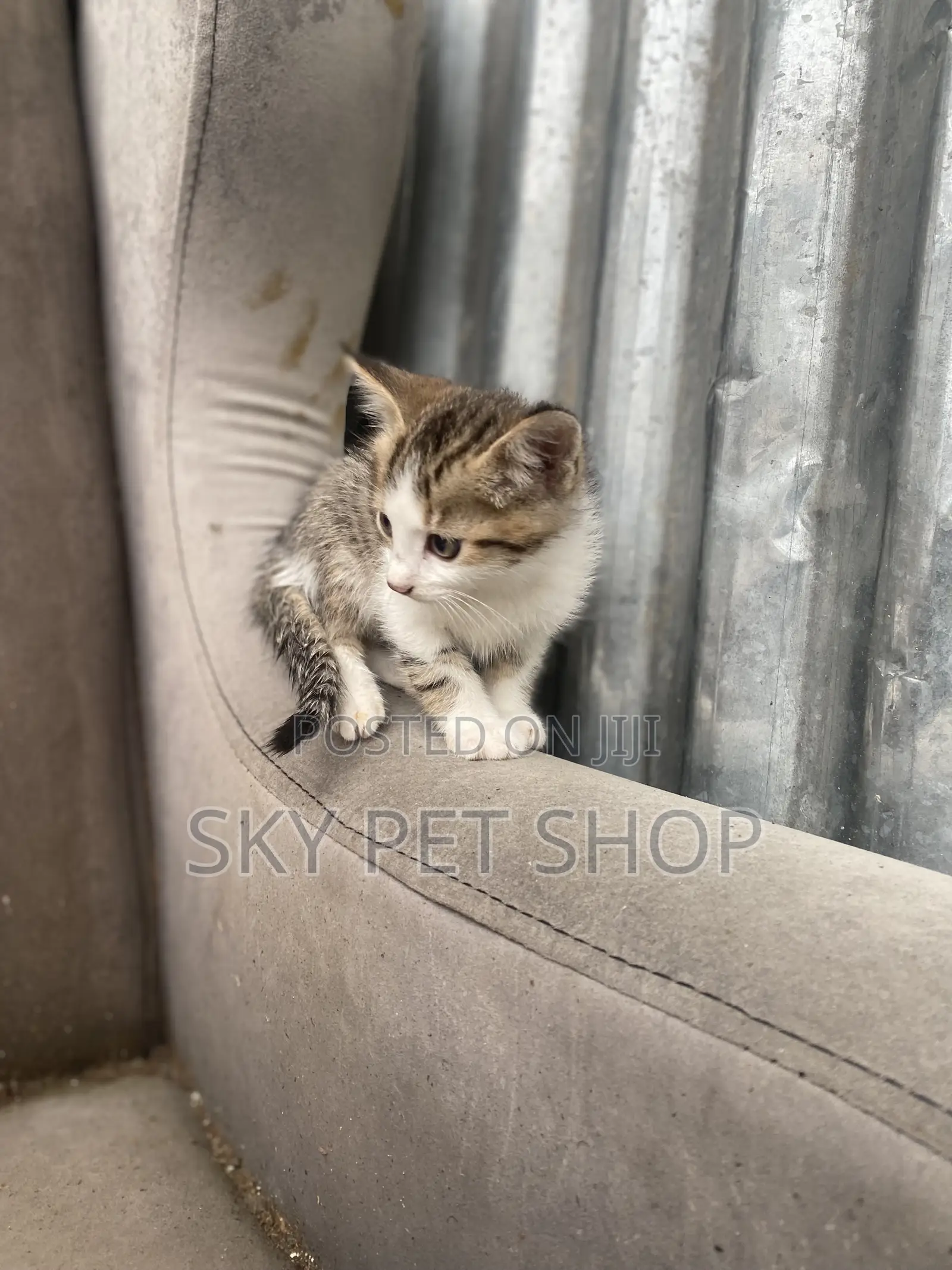 1-3 months Female Purebred American Shorthair