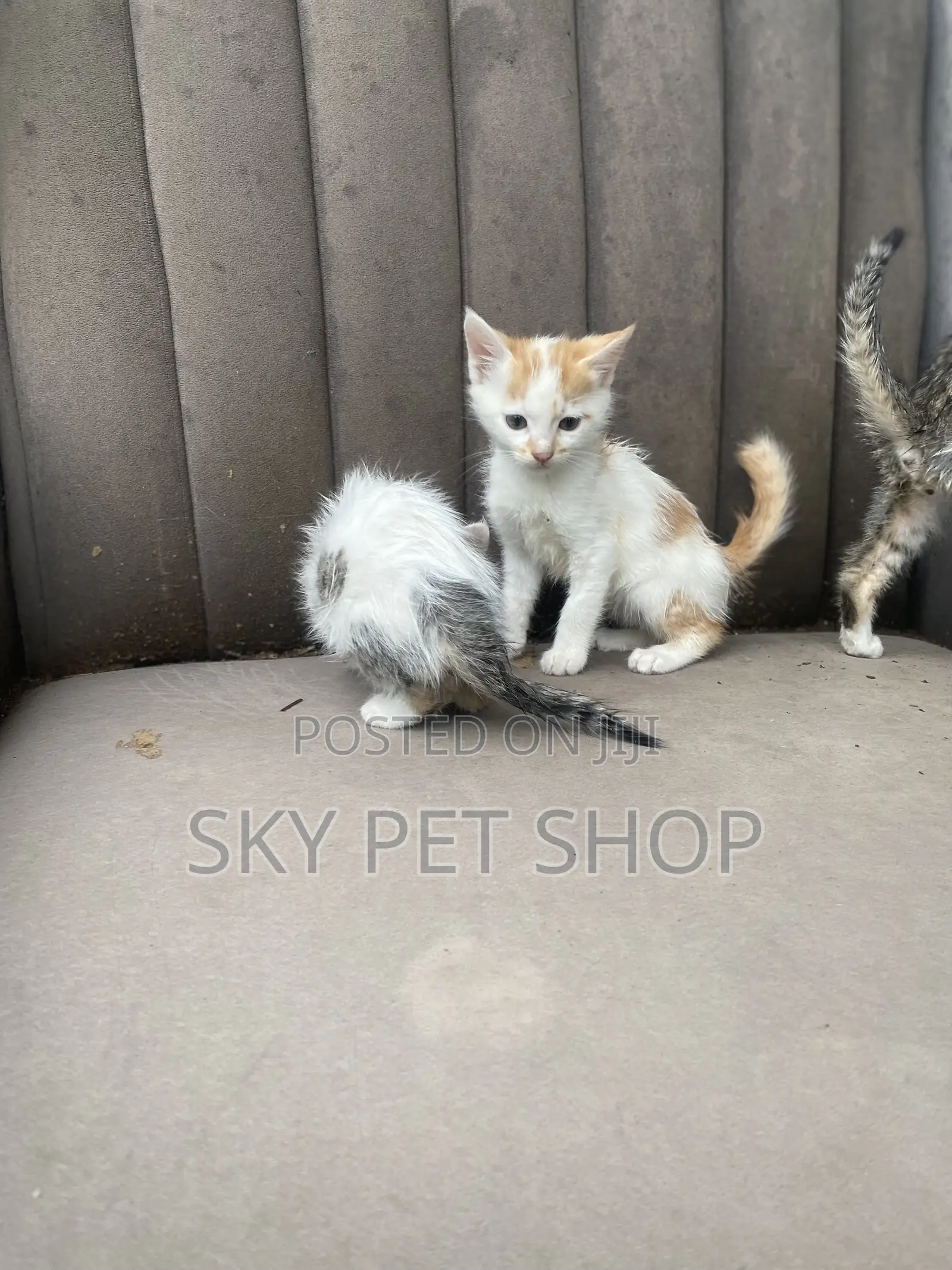 1-3 months Male Purebred American Shorthair