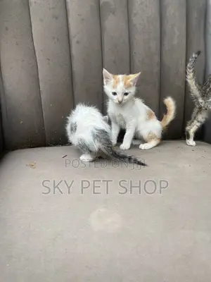 1-3 months Male Purebred American Shorthair