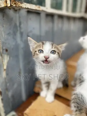 1-3 months Male Purebred American Shorthair