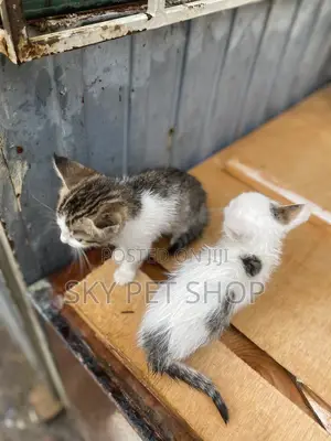 1-3 months Male Purebred American Shorthair