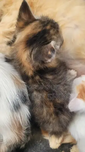 1-3 months Male Purebred American Wirehair