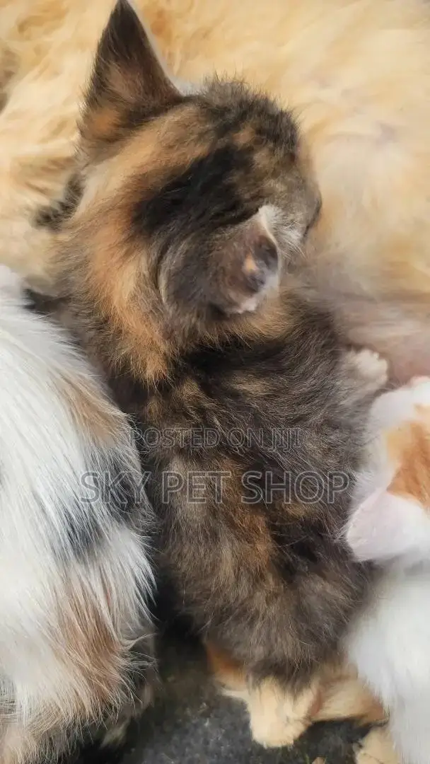 1-3 months Male Purebred American Wirehair