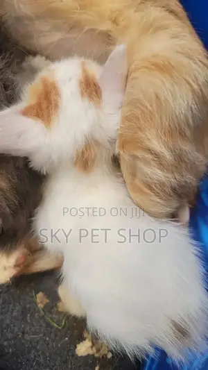 1-3 months Male Purebred American Curl