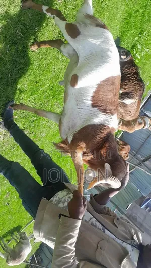 የጊንጪ ሙክት በግ