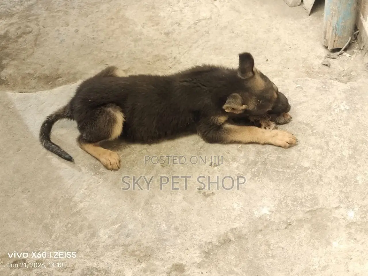 1-3 months Male Purebred German Shepherd