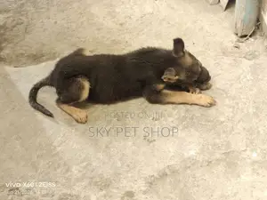 1-3 months Male Purebred German Shepherd