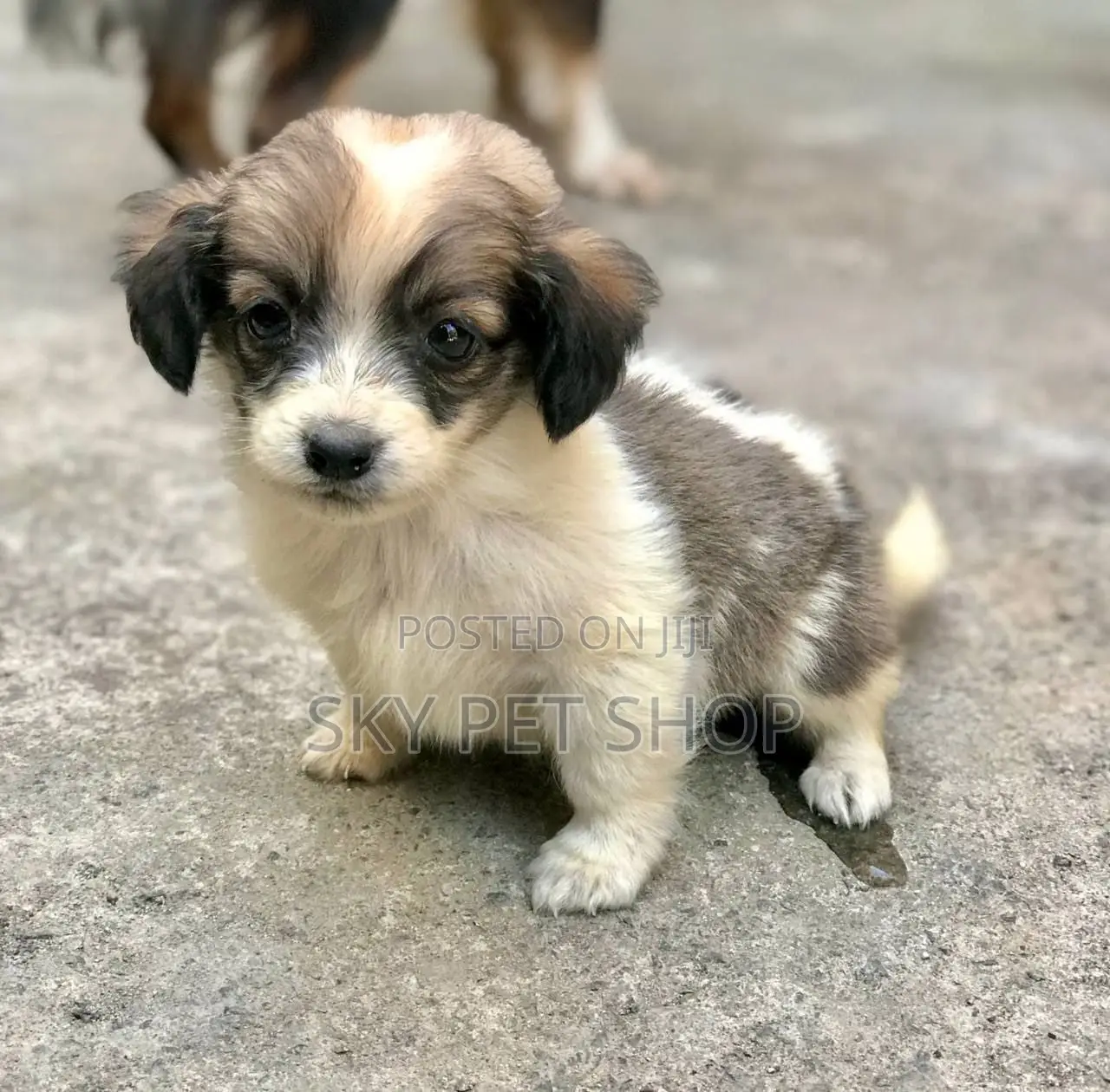 1-3 months Male Purebred Maltese