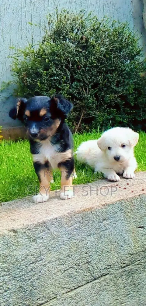 1-3 months Male Mixed Breed Maltese