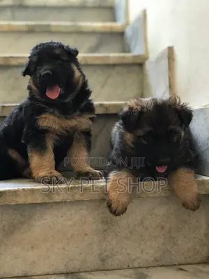 1-3 months Male Purebred German Shepherd