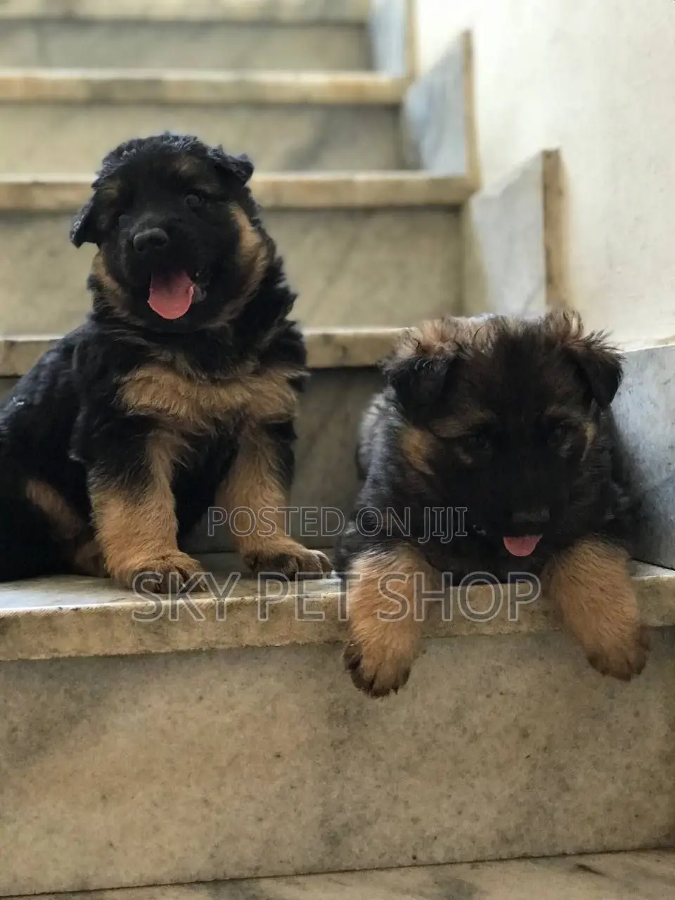 1-3 months Male Purebred German Shepherd