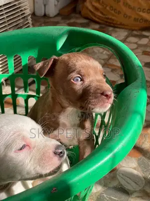 1-3 months Male Purebred American Pit Bull Terrier