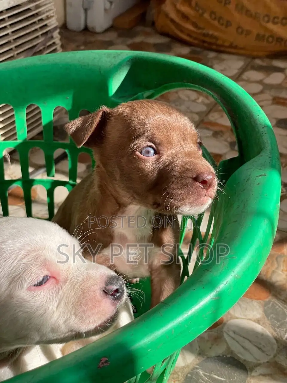 1-3 months Male Purebred American Pit Bull Terrier