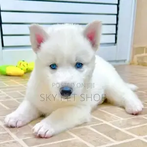 1-3 months Male Purebred Siberian Husky