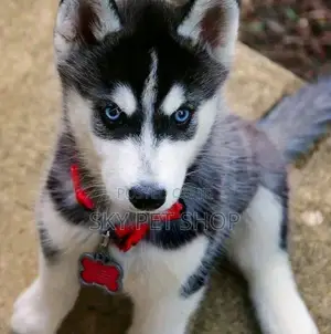 1-3 months Male Purebred Siberian Husky