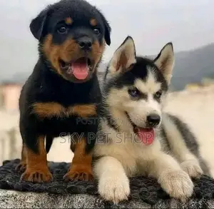 1-3 months Male Purebred Rottweiler