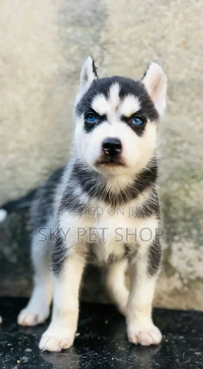 1-3 months Female Purebred Siberian Husky