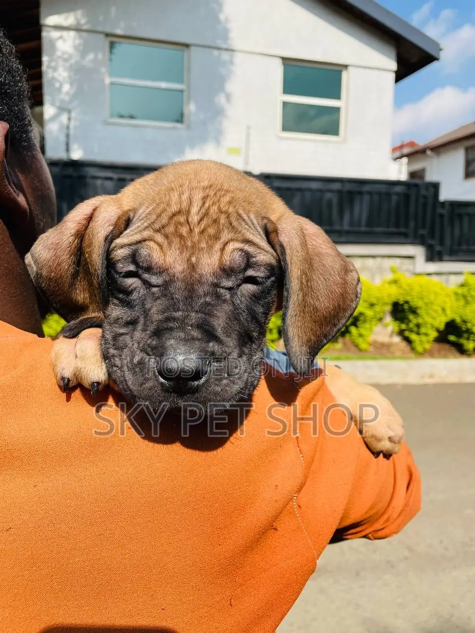 1-3 months Male Purebred Mastiff