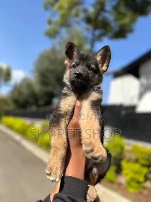 1-3 months Male Purebred German Shepherd