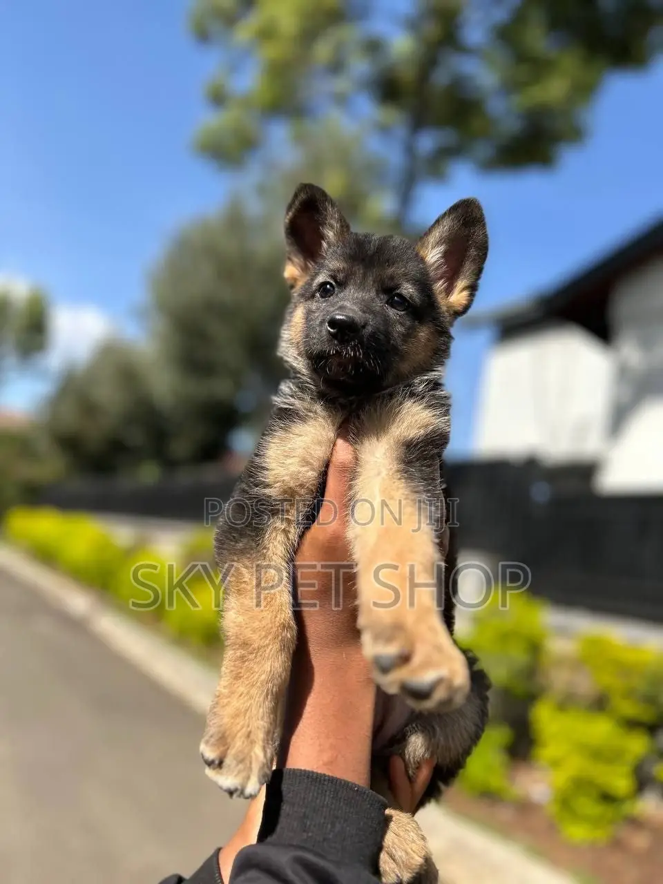 1-3 months Male Purebred German Shepherd