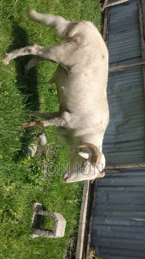 የጊንጪ ሙክት በግ ለአዲስ አመት