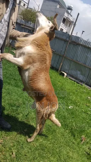 የጊንጪ ሙክት በግ ለአዲስ አመት