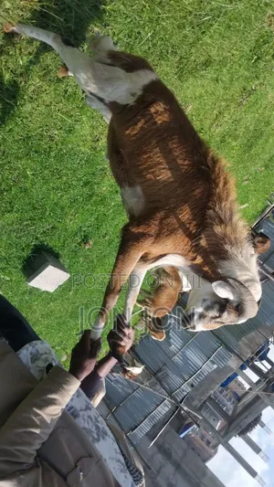 የጊንጪ ሙክት በግ ለአዲስ አመት
