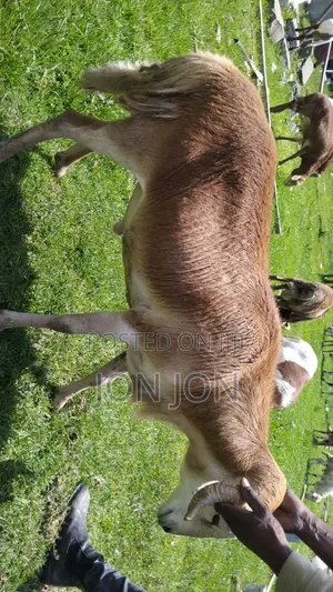 የጊንጪ ሙክት በግ ለአዲስ አመት