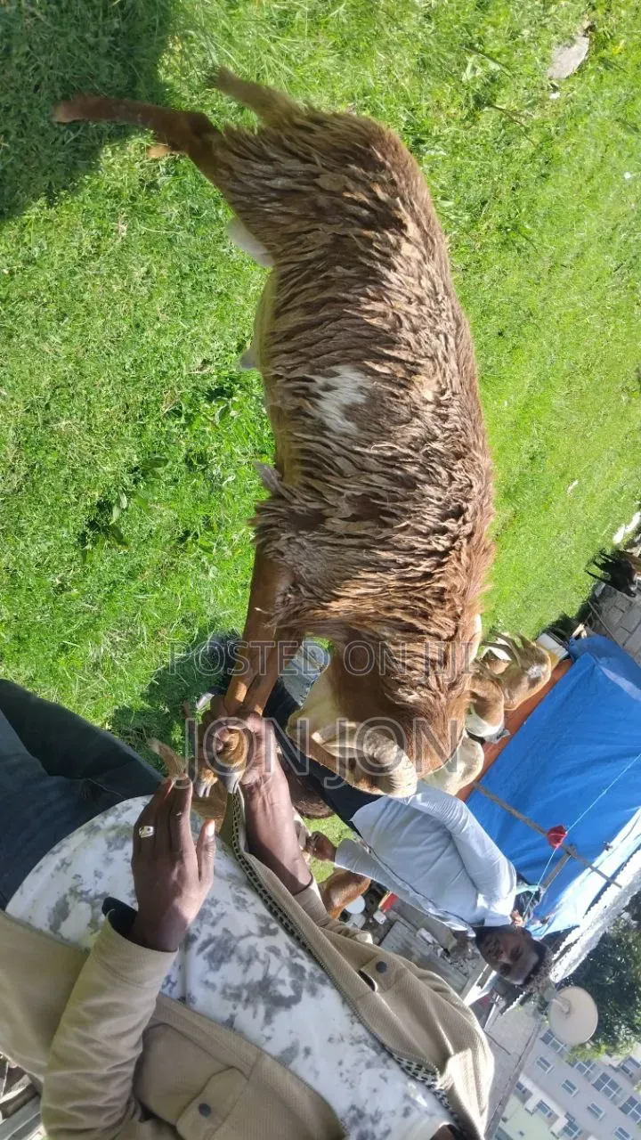 የጊንጪ ሙክት በግ ለአዲስ አመት