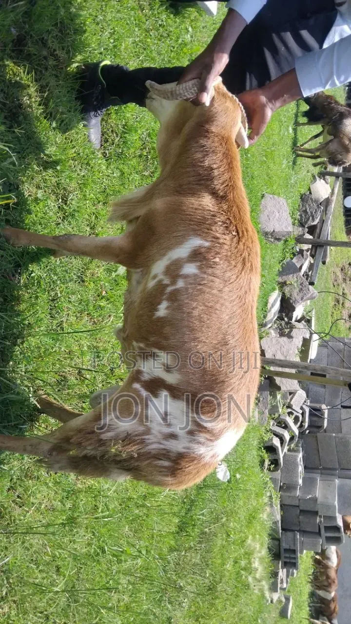 የጊንጪ ሙክት በግ ለአዲስ አመት