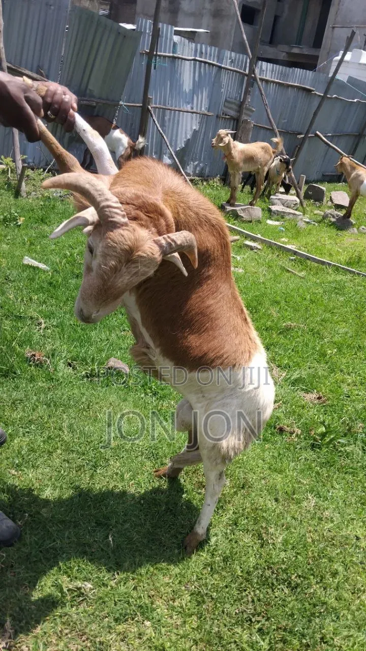 የጊንጪ ሙክት በግ ለአዲስ አመት